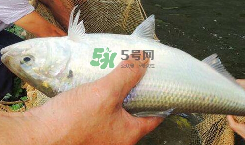 鰣魚的魚鱗能吃嗎？鰣魚為什么不去魚鱗