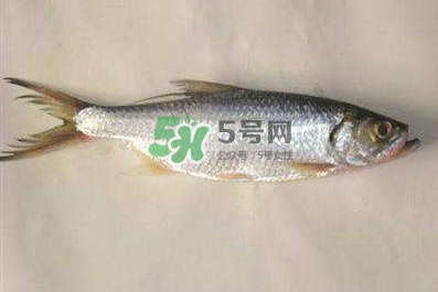 鰣魚(yú)怎么做好吃？鰣魚(yú)怎么處理