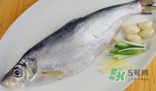 鰣魚和響魚是兩種魚嗎？鰣魚和鯽魚的區(qū)別