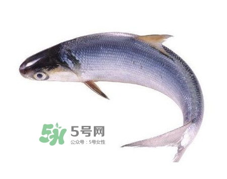 鰣魚和刀魚哪個貴？長江三鮮哪個最貴