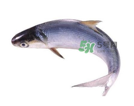 鰣魚什么時(shí)候最好吃？長(zhǎng)江鰣魚什么上市