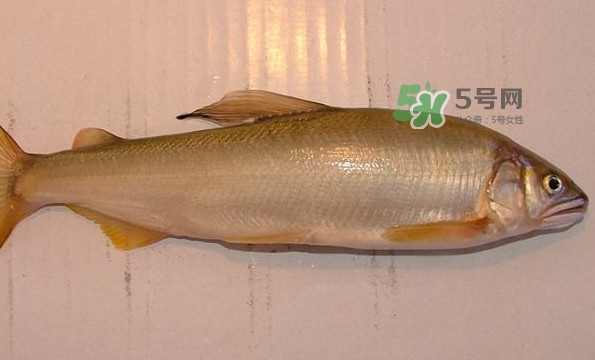 鰣魚與香魚怎么區(qū)分？鰣魚與香魚的區(qū)別