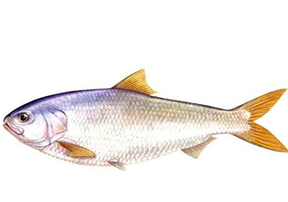 鰣魚刺多嗎？鰣魚可以養(yǎng)殖嗎