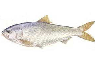 鰣魚和響魚是兩種魚嗎？鰣魚和鯽魚的區(qū)別