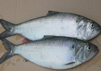 鰣魚什么時候最好吃？長江鰣魚什么上市
