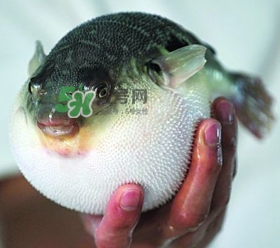 河鲀多少錢一只？河鲀多少錢一斤