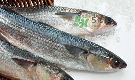 鰣魚(yú)多少錢(qián)一斤？長(zhǎng)江鰣魚(yú)多少錢(qián)一斤2017