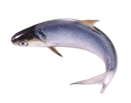 為什么吃清蒸海鰣魚都是半條？鰣魚有什么營養(yǎng)價值