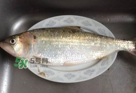 鰣魚怎么讀？鰣魚是什么魚
