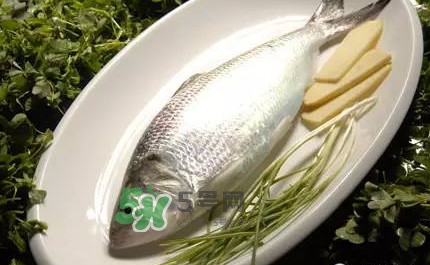 鰣魚的魚鱗能吃嗎？鰣魚為什么不去魚鱗