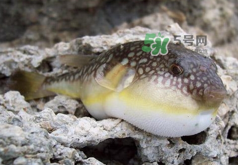 河豚究竟有多好吃？河豚最毒的部位是哪里