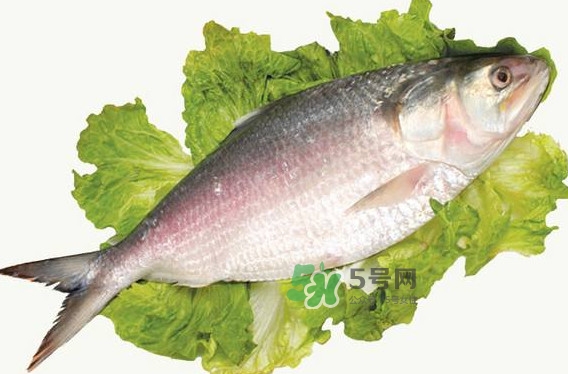 鰣魚什么時(shí)候最好吃？長(zhǎng)江鰣魚什么上市