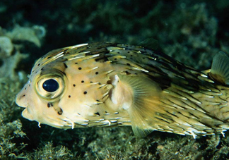 河豚魚是發(fā)物嗎？河豚魚為什么有毒