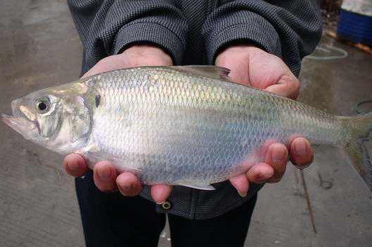 鰣魚是海魚還是淡水魚？鰣魚是發(fā)物嗎
