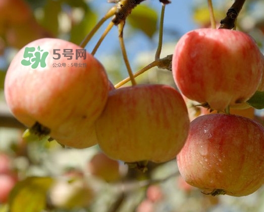 海棠果能直接吃嗎？海棠果可以吃嗎