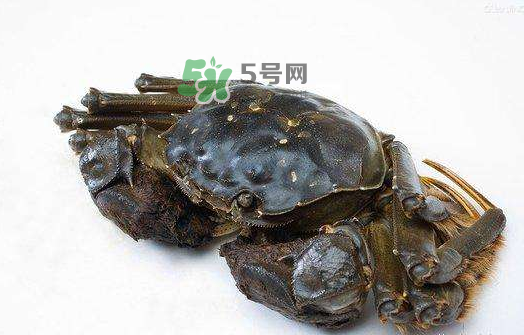 大閘蟹能活多久？大閘蟹可以活多久？