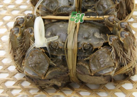 大閘蟹能活多久？大閘蟹可以活多久？