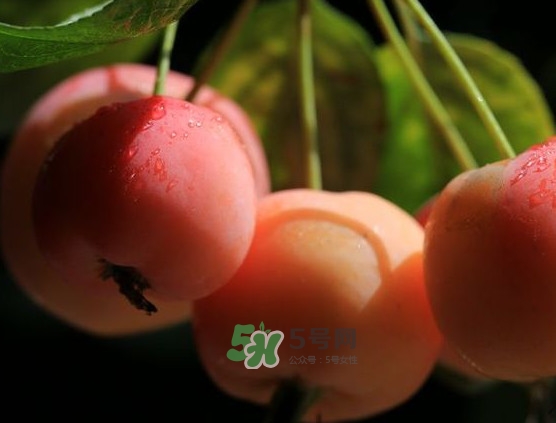 海棠果什么時候成熟？海棠果幾月份成熟