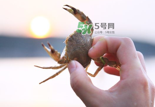 海螃蟹能冷凍保存嗎？海螃蟹放冰箱冷凍嗎？