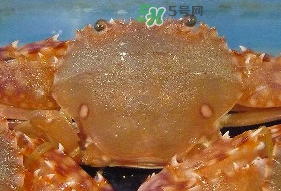 ?花蟹可以放冰箱嗎？花蟹怎么保存才新鮮？