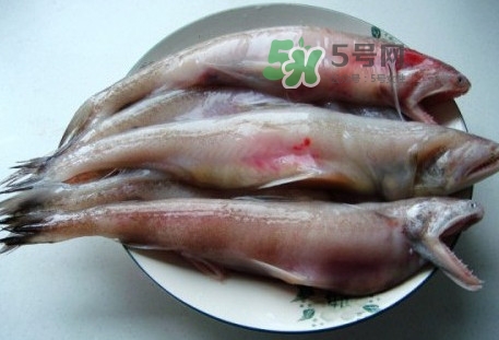 龍頭魚是什么魚？龍頭魚多少錢一斤？