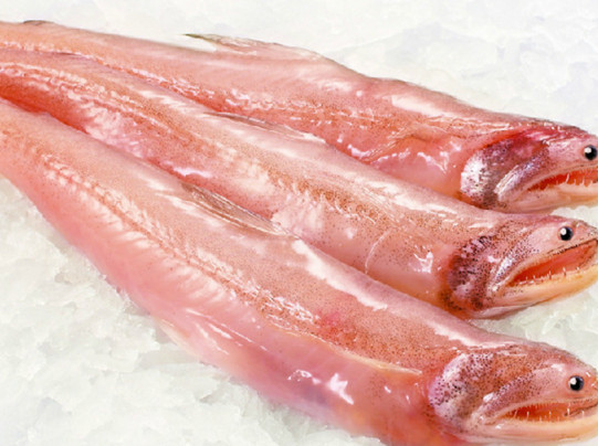 龍頭魚有刺嗎？龍頭魚有魚鱗嗎
