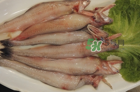龍頭魚怎么殺？龍頭魚怎么處理？