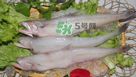 龍頭魚孕婦可以吃嗎？孕婦能吃龍頭魚嗎