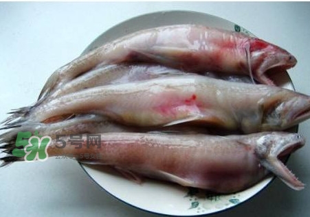 龍頭魚(yú)可以冷凍嗎？龍頭魚(yú)怎么保存