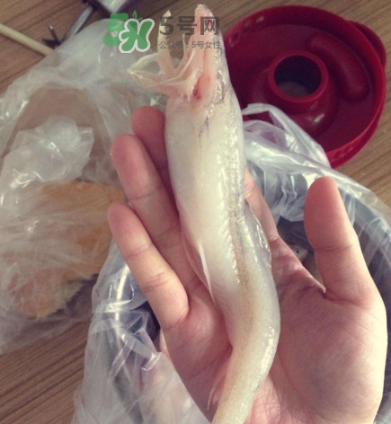 買龍頭魚怎么挑選？冰凍龍頭魚怎么去內(nèi)臟