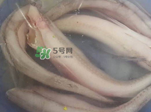 買龍頭魚怎么挑選？冰凍龍頭魚怎么去內(nèi)臟