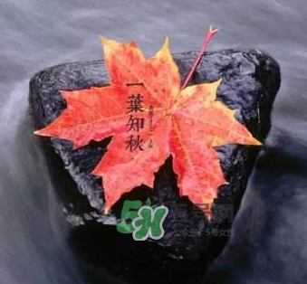 立秋后是不是早晚天氣涼？立秋后天氣有什么變化？