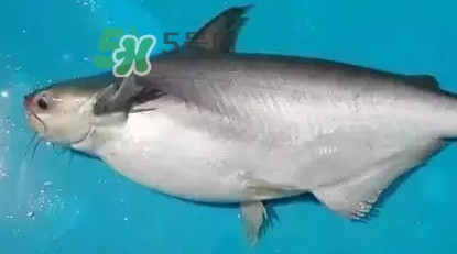 龍利魚怎么挑選？龍利魚與越南巴沙魚的區(qū)別