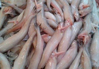 龍頭魚為什么有甲醛？龍頭魚為什么叫龍頭魚