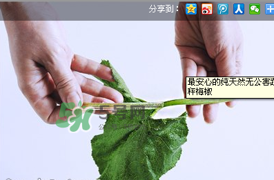 南瓜苗怎么做好吃？南瓜苗怎么撕？