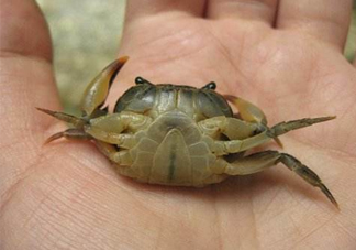 海螃蟹死了還能吃嗎？海螃蟹死了多久還能吃？