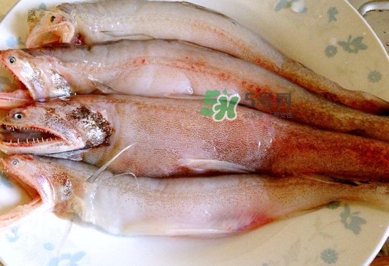 龍頭魚是什么魚？龍頭魚多少錢一斤？