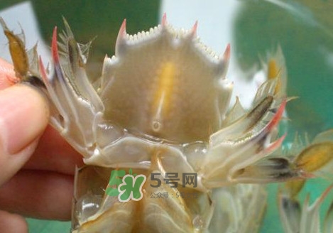蝦蛄怎么吃？蝦蛄怎么做好吃？