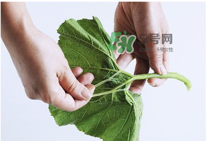 南瓜苗怎么做好吃？南瓜苗怎么撕？