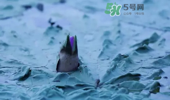 雞頭米是什么？雞頭米是芡實(shí)嗎