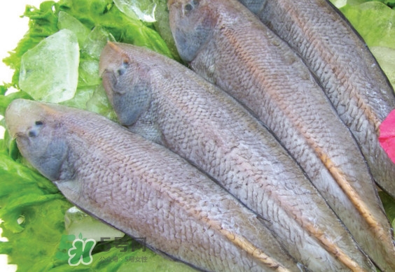 龍利魚有寄生蟲嗎？龍利魚有假的嗎