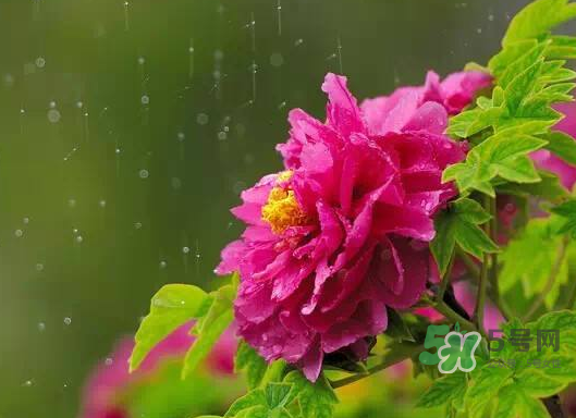 2017處暑會下雨嗎？處暑會下雨好嗎？