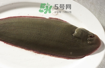 活的龍利魚怎么保存？新鮮龍利魚能放多久