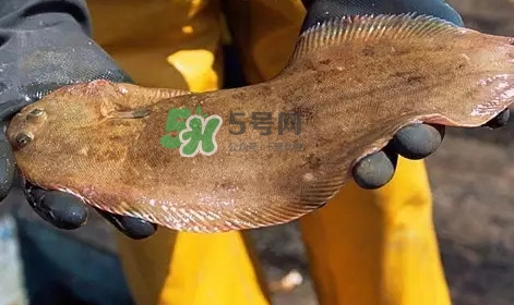 龍利魚(yú)是淡水魚(yú)嗎？龍利魚(yú)是巴沙魚(yú)嗎