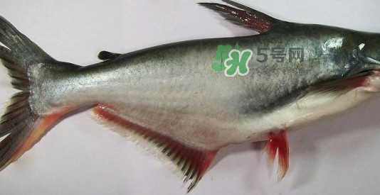 龍利魚(yú)是淡水魚(yú)嗎？龍利魚(yú)是巴沙魚(yú)嗎
