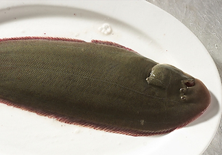 活的龍利魚(yú)怎么保存？新鮮龍利魚(yú)能放多久