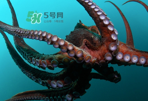 章魚的墨汁有毒嗎？章魚有寄生蟲嗎