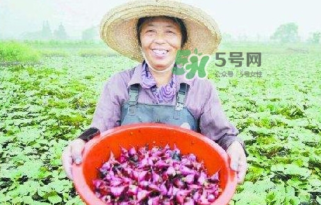 紅菱怎么種植？新鮮紅菱怎么保存