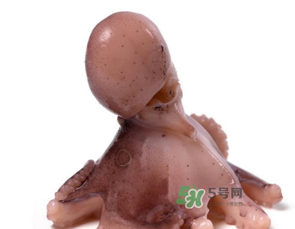 章魚怎么處理？章魚怎么殺