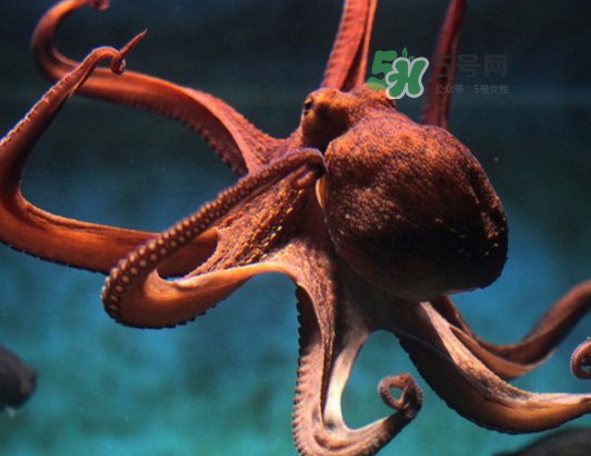 章魚的墨汁有毒嗎？章魚有寄生蟲嗎